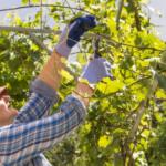Adıyaman’da Alet, Ekipman ve Makine Dağıtım Töreni düzenlenecek