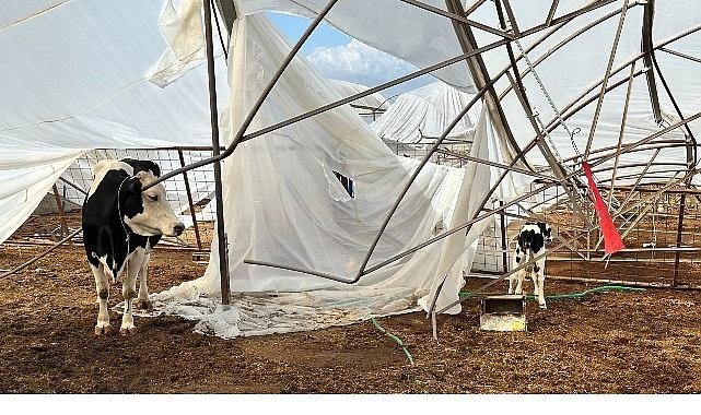 Büyükşehir yağış ve fırtınadan zarar gören üreticinin yanında