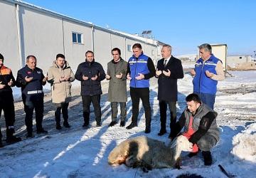 Sivas'ta Kar Yağışı İçin Şükür Kurbanı Kesildi