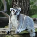 İki Bölümden Oluşan 'Tampa'nın Sırları Özel', 4 Mayıs Pazartesi Saat 20.00'de National Geographic WILD Ekranlarında İzleyicilerle Buluşuyor!
