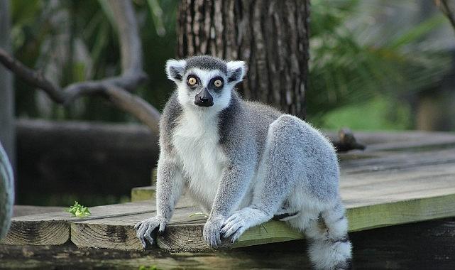 İki Bölümden Oluşan 'Tampa'nın Sırları Özel', 4 Mayıs Pazartesi Saat 20.00'de National Geographic WILD Ekranlarında İzleyicilerle Buluşuyor!