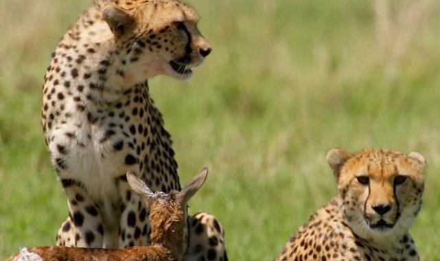 'Afrika'nın Vahşi Dahileri', 2 Kasım Pazar 20.00'de National Geographic WILD Ekranlarında!
