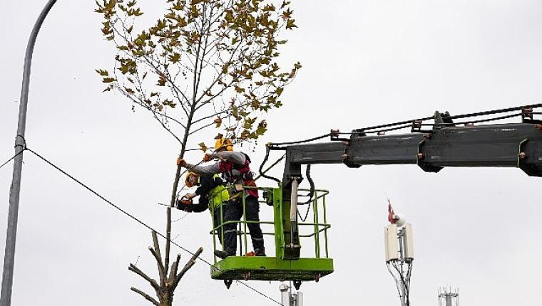 Maltepe'de budama zamanı
