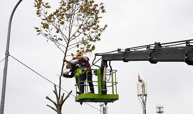 Maltepe'de budama zamanı