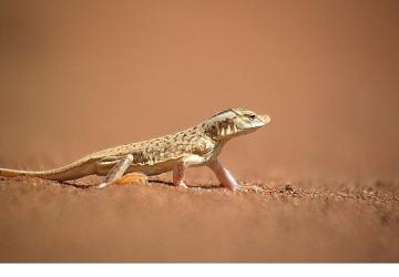 'Sıra Dışı Canlılar Özel', 11 Ocak Pazar 20.00'de National Geographic WILD Ekranlarında İzleyicilerle Buluşuyor!
