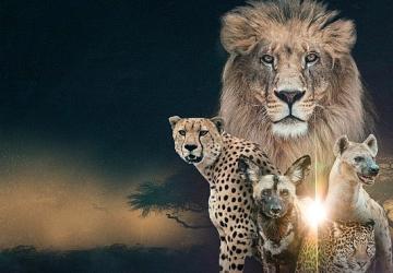 'Vahşi Krallık: Klanların Savaşı', 22 Şubat Pazar Saat 20.00'de İki Bölüm Art Arda National Geographic WILD Ekranlarında!