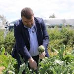 İlçenin önemli tarımsal üretim merkezlerinden Düzce Köyü'nde gerçekleşen hasada, Seferihisar Belediye Başkanı İsmail Yetişkin de katıldı.