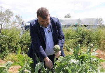İlçenin önemli tarımsal üretim merkezlerinden Düzce Köyü'nde gerçekleşen hasada, Seferihisar Belediye Başkanı İsmail Yetişkin de katıldı.