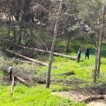 Adıyaman’da ağaç kesimine tepki: Vatandaşlar ‘katliam’ dedi - Videolu Haber