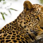 'Kalahari: Afrika'nın Gizli Çölü', 19 Nisan Pazar 20.00'de National Geographic WILD Ekranlarında İzleyicilerle Buluşuyor!