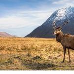 6 Bölümlük Seri 'Avrupa'nın Vahşi Harikaları', 15 Kasım'dan İtibaren Cumartesi Günleri 20.00'de İki Bölüm Art Arda National Geographic WILD Ekranlarında!