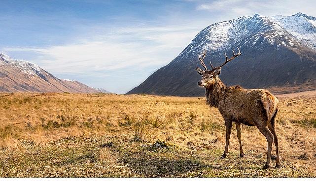6 Bölümlük Seri 'Avrupa'nın Vahşi Harikaları', 15 Kasım'dan İtibaren Cumartesi Günleri 20.00'de İki Bölüm Art Arda National Geographic WILD Ekranlarında!