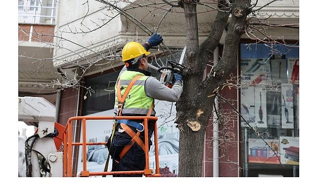 Budama Çalışmalarından Yakacak Elde Ediliyor