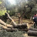Şiddetli Fırtına Nedeniyle Yaşanan Olumsuz Durumlara Milas Belediyesi Anında Müdahale Etti