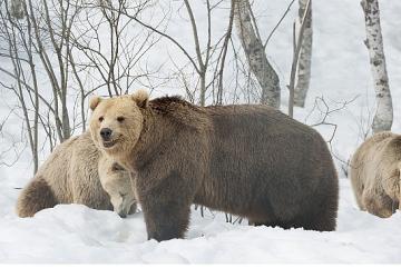 'Boz Ayının Kışı', 7 Aralık Pazar 20.00'de National Geographic WILD Ekranlarında!