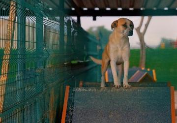 Didim Belediyesi'nden can dostlara sevgiyle hizmet