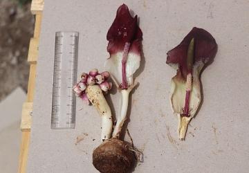 “Karaman yılanpancarı" bilim dünyasına tanıtıldı