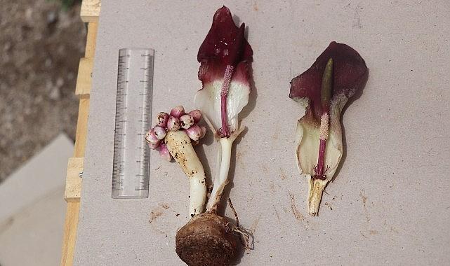 “Karaman yılanpancarı" bilim dünyasına tanıtıldı