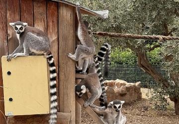 İzmir Doğal Yaşam Parkı'nda Davranış Zenginleştirme Atölyesi