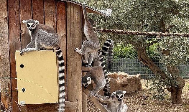 İzmir Doğal Yaşam Parkı'nda Davranış Zenginleştirme Atölyesi