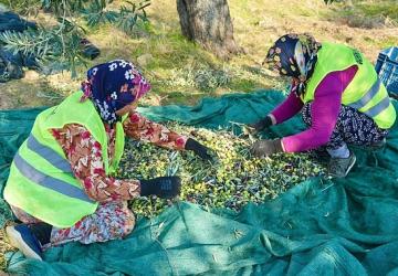 Burhaniye'de Zeytin Hasadı Başladı
