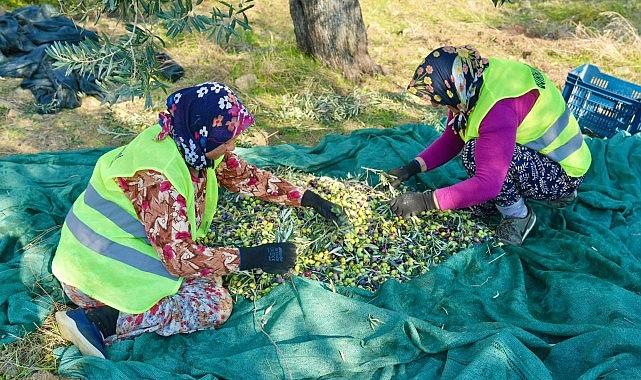 Burhaniye'de Zeytin Hasadı Başladı