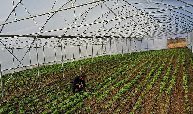 Kocaeli'de seracılık, Büyükşehir'le yaygınlaşıyor