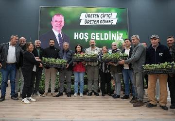 Gömeç Belediyesinden enginar fidanı dağıtım töreni