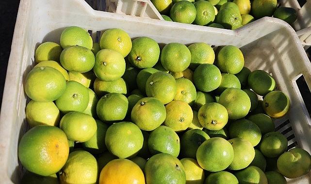 Ekim ayında mandalina ihracatında yüzde 144'lük rekor artış