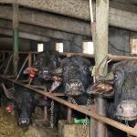 Kocaeli'de manda sayısı Büyükşehir'in desteğiyle artıyor