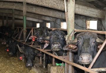 Kocaeli'de manda sayısı Büyükşehir'in desteğiyle artıyor