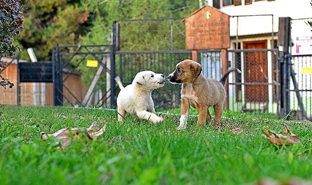 Osmangazi Belediyesi Can Dostların Umudu Oluyor