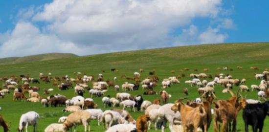 Adıyaman’da ‘Kırsalda Bereket’ projesi: 3 yılda 150 bin küçükbaş hayvan desteği verilecek - Videolu Haber