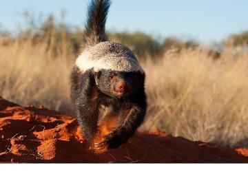 'İnanılmaz Bal Porsuğu', 30 Kasım Pazar 20.00'de National Geographic WILD Ekranlarında!