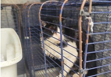 Ağva Deresi'nde mahsur kalan kedi kurtarıldı