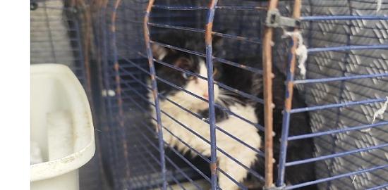 Ağva Deresi'nde mahsur kalan kedi kurtarıldı