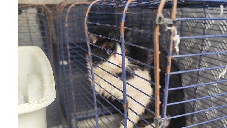 Ağva Deresi'nde mahsur kalan kedi kurtarıldı