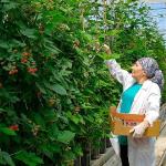 Seralarda sel felaketine Elara Tarım'dan dirençli çözüm