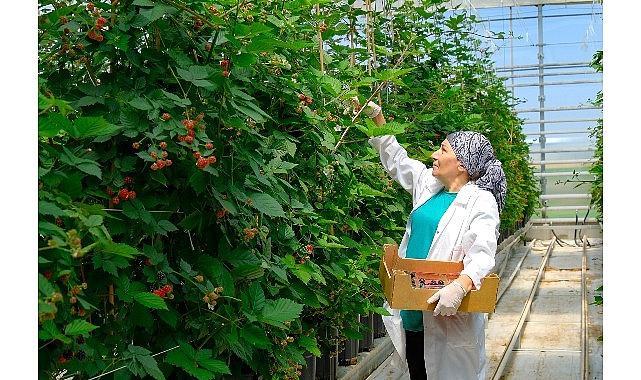 Seralarda sel felaketine Elara Tarım'dan dirençli çözüm