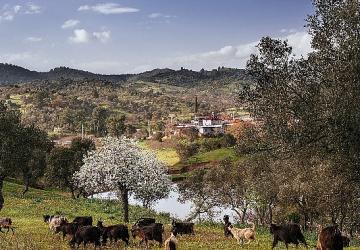 Seferihisar Orhanlı Köyü'nde Zeytin Hasadı Festivaline davetlisiniz.