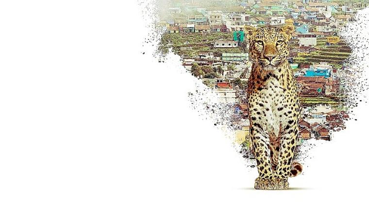 Nilgiri Dağlarını Keşfe Çıkaran 'Nilgiris: Mavi Dağların Hikayesi', 22 Nisan Çarşamba 20.00'de National Geographic WILD Ekranlarında!