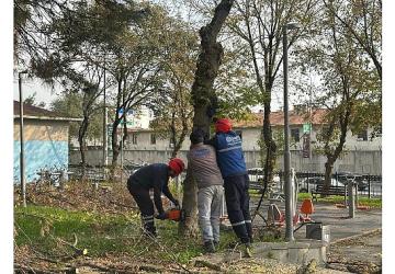 Bakırköy Belediyesi'nden Teke Böceğine Karşı Etkin Mücadele