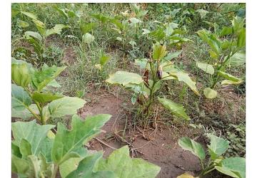 Efes Tarlası Yaşam Köyü'nde Elde Edilen Yerel Tohumlar Anadolu'nun Dört Bir Yanında Filizleniyor