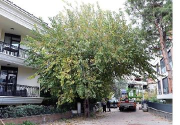 Maltepe'nin ağaçları sağlıklı büyümesi için budanıyor