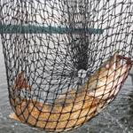 Adıyaman’da küçük ölçekli balıkçılığa destek süreci devam ediyor