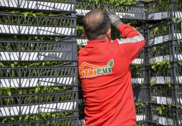 Ankara’da Çiftçilere Yüz Binlerce Sebze Fidesi Desteği