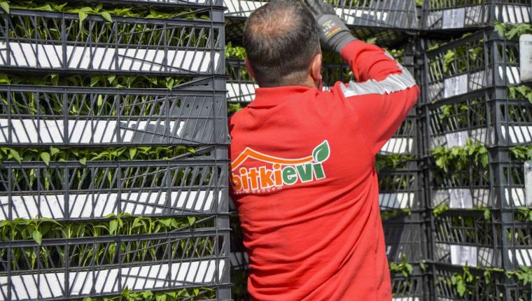 Ankara’da Çiftçilere Yüz Binlerce Sebze Fidesi Desteği