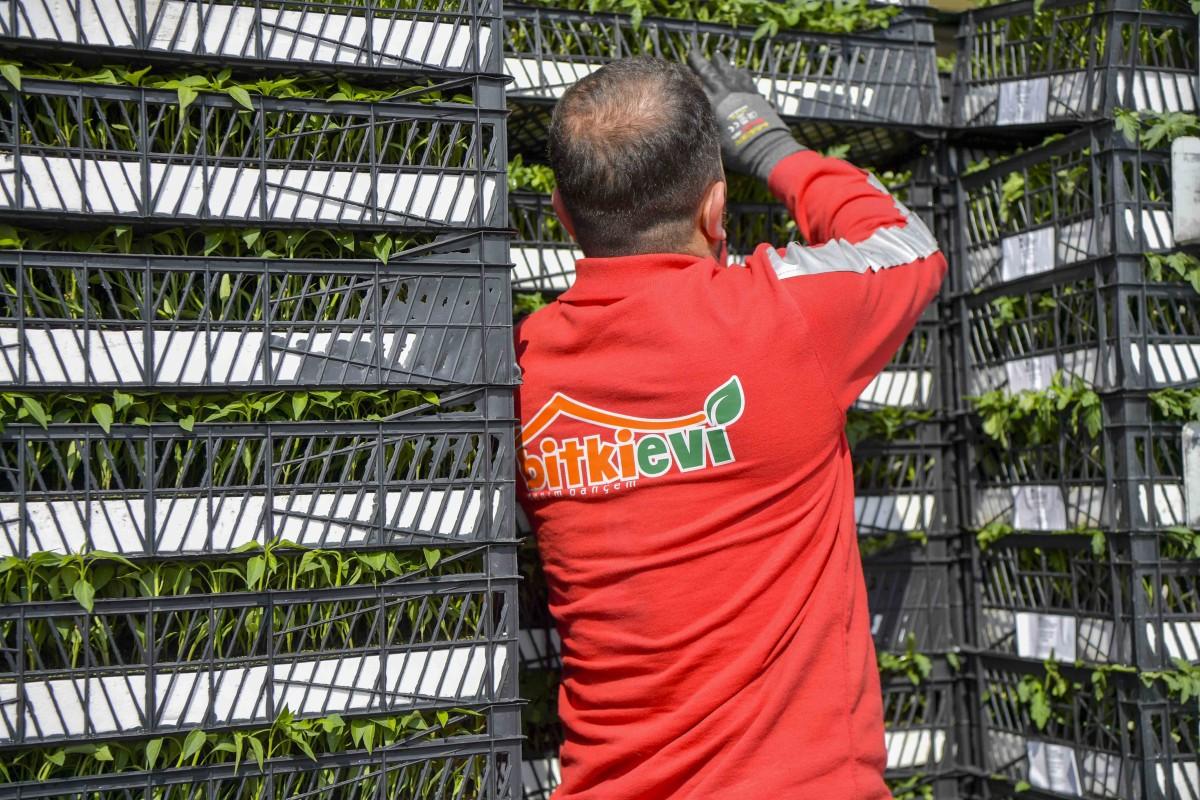 Ankara’da Çiftçilere Yüz Binlerce Sebze Fidesi Desteği