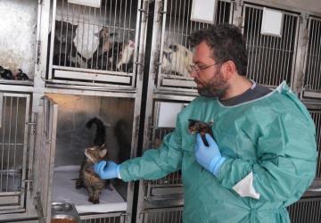 Adıyaman’da Patibulans iki yavru kediyi yaşama döndürdü - Videolu Haber