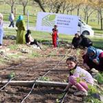 Mahalle bostanlarında kış dikimleri başladı